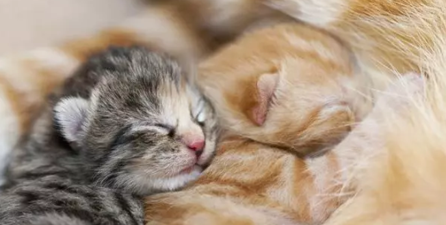 养猫知识:刚出生的小猫喝什么奶粉 养猫知识:刚出生的小猫喝什么奶粉