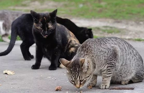 怎么赶走野猫?可以来这里看看 怎么赶走野猫?可以来这里看看