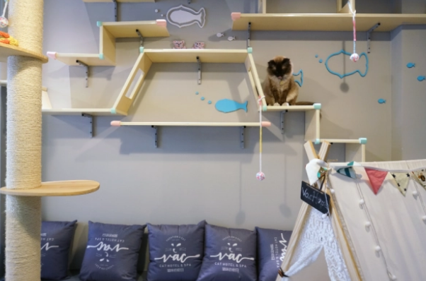 “空巢青年”的猫咪寄养指南 “空巢青年”的猫咪寄养指南