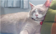 母猫尿血是怎么回事?4种情况要慎重