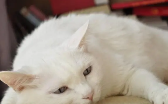 挑选猫抓板也有学问,这几点是关键 挑选猫抓板也有学问,这几点是关键