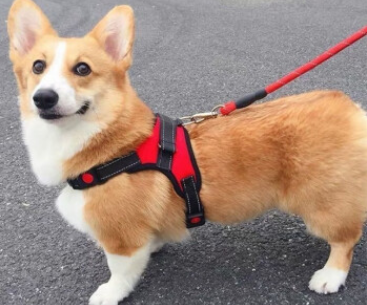 狗狗抗拒牵引绳 狗狗抗拒牵引绳