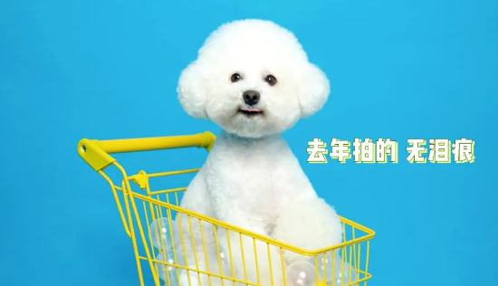 比较适合比熊的狗粮