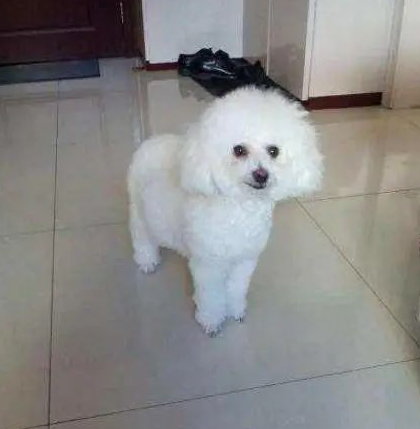 泰迪太浪不慎意外怀孕,生下了一窝小狗崽,主人一看当场无语 泰迪太浪不慎意外怀孕,生下了一窝小狗崽,主人一看当场无语