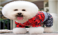 宠物衣服哪家质量好