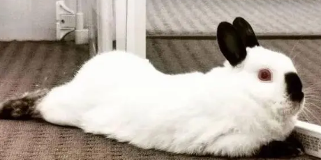 宠物兔子有哪些