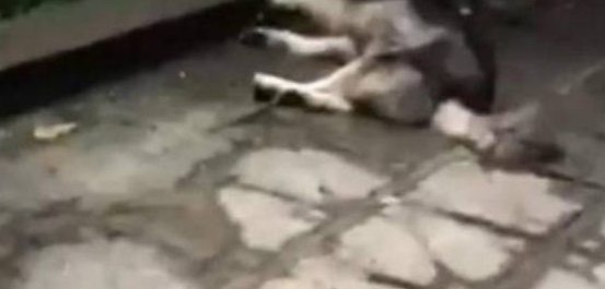 哈士奇从10楼坠下，砸坏奥迪车，车主不生气反安慰宠主