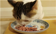 猫吃金枪鱼罐头