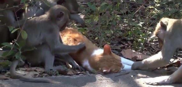 猴子公然调戏猫咪，猫咪竟然使出了这招，太逗了