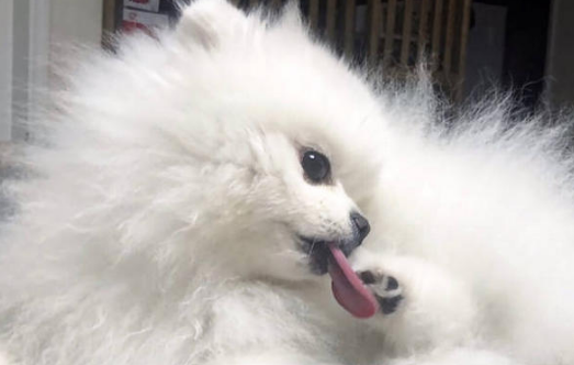博美狗狗用什么沐浴露洗澡