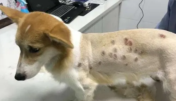 狗狗真菌感染吃什么消炎药