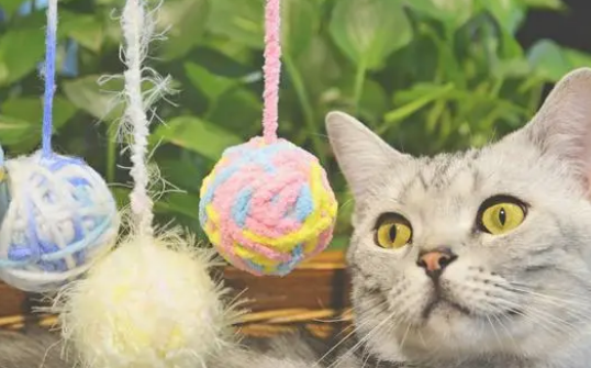 猫的玩具是什么