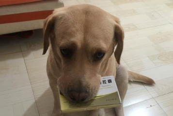 狗狗咳嗽的厉害吃什么药
