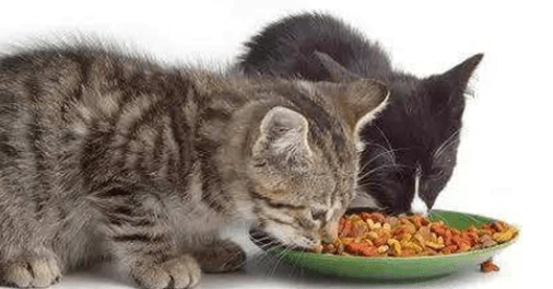 猫粮需要多少钱 猫粮需要多少钱