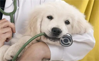狗怀孕期间可以体内驱虫吗