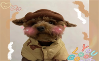 哪里有宠物衣服买