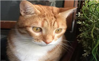 猫咪呕吐、便秘，不舒服？体内太多寄生虫怎么驱除呢？