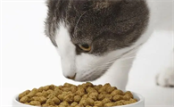 便宜和贵的猫粮的差别