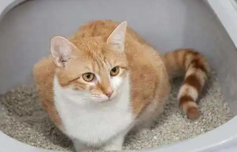 猫砂会受潮吗 猫砂会受潮吗