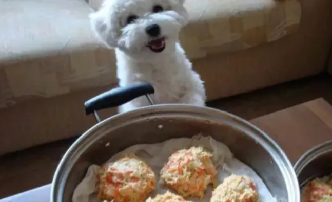 给宠物做零食比熊犬