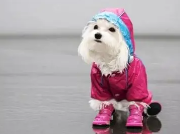 哪里买宠物衣服