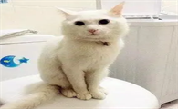 猫咪每次用完厕所后都将猫砂带出，搞得很脏乱，教你几招轻松解决