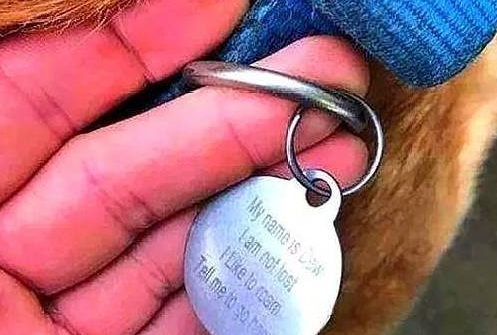 网友路边看到拉布拉多以为它走丢了，看到狗牌内容让他哭笑不得！ 