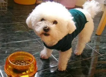 适合比熊犬的狗粮