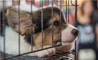 狗狗放笼子里养好吗