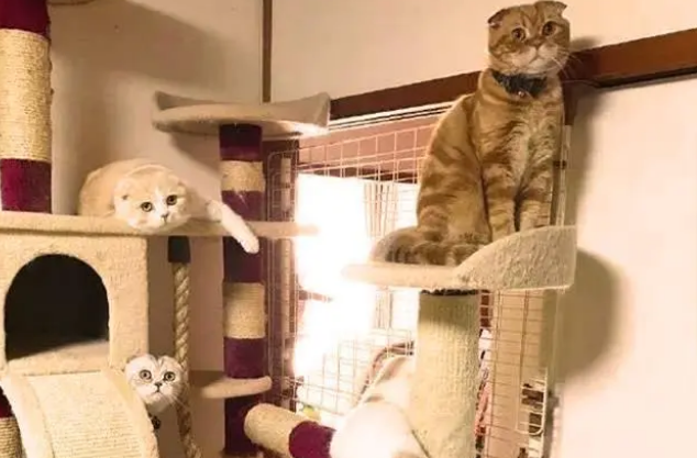 猫爬架和猫抓板对猫居然那么重要! 猫爬架和猫抓板对猫居然那么重要!