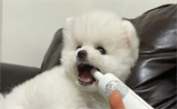 小狗能吃什么消炎药