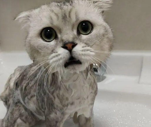猫洗澡用什么沐浴露