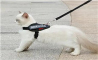 猫咪牵引绳怎么用