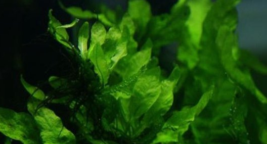 常见水草种类及图片 常见水草种类及图片