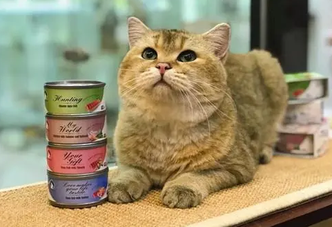 猫咪吃零食罐头不好吗？答案是否定的