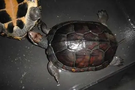 三棱黑龟是保护动物吗?购买前最好了解一下 三棱黑龟是保护动物吗?购买前最好了解一下
