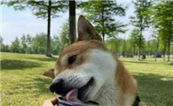 狗吃猫罐头可以吗
