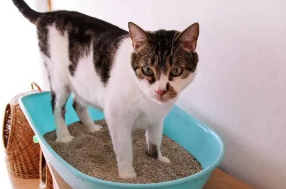 1l猫砂是多少斤 1l猫砂是多少斤
