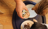 最好的猫罐头品牌排行 最好的猫罐头品牌排行