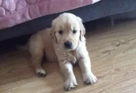 金毛两个月多大，看这就清楚了！