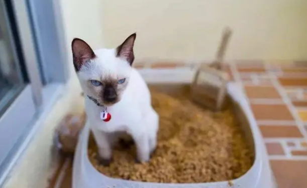 作为一名铲屎官,如何选择猫砂很重要! 作为一名铲屎官,如何选择猫砂很重要!