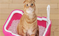 猫为什么会用猫砂盆?