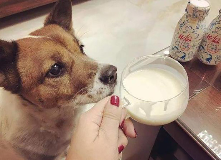 狗狗能喝酸奶不