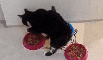 猫罐头怎么选？这几点教你避免入坑！