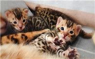 豹猫吃什么牌子猫粮