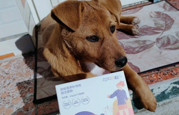 狗狗益生菌是什么