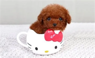 茶杯泰迪犬价格