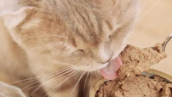 猫罐头可以放冰箱冷藏吗