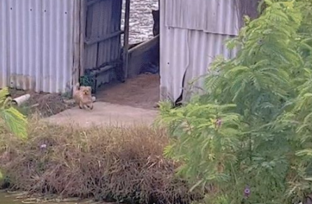主人开车刚回家,狗狗听到声音就狂奔过来 主人开车刚回家,狗狗听到声音就狂奔过来