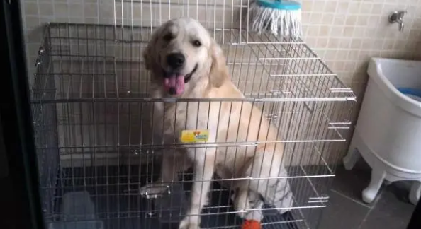 航空箱变小铁笼，爱犬佝偻7小时滴水未进！